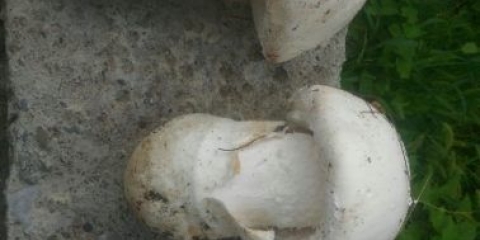 Amanita ovoid: fotografija i opis