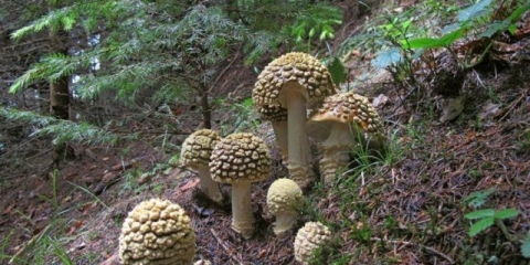 Kraljevska muharica: fotografija i opis