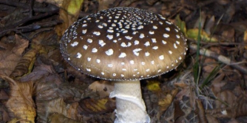 Panter mušice (siva): fotografija i opis, ljekovita svojstva