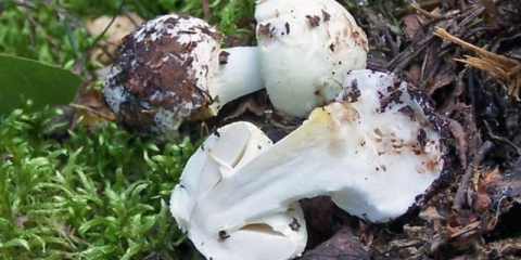 Amanita gnjurac (žutozeleni, limun): fotografija i opis, da li je upotrebljiv