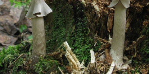 Porfir mušice (siva): fotografija i opis, da li je upotrebljiv