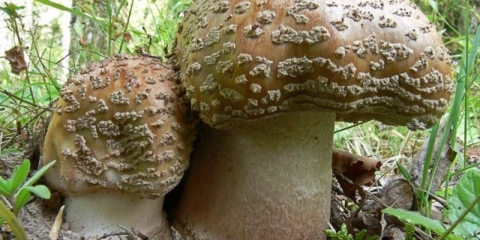 Ružičasta muharica (sivo-ružičasta, rumenila): fotografija i opis jestive gljive
