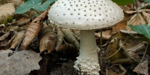 Mušica čekinjasta (debeli čovjek čekinjasta, bodljikava muha): fotografija i opis