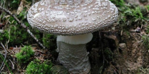 Mušica debela (zdepasta): fotografija i opis