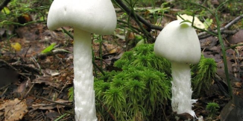 Amanita smrdljiva (bijela žabokrečina): opis i fotografija, simptomi trovanja