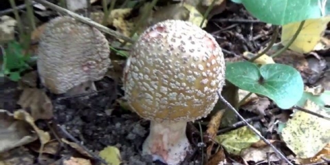 Amanita biser: fotografija i opis