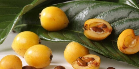 Mušmula kod kuće u saksiji: raste iz kosti, kako se brinuti