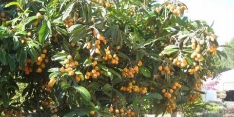 Japanska mušmula (loqua): uslovi uzgoja, otpornost na mraz, svojstva, cvjetanje