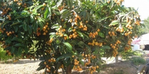 Mušmula: opis, sorte, sorte, kada i kako cvjeta, fotografija