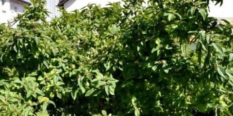 Mušmula: sadnja i njega na otvorenom polju, bolesti, prihranjivanje, zalijevanje, rezidba