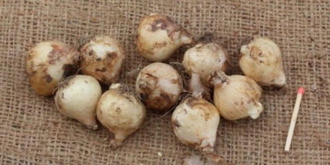 Mišji zumbul (muscari): fotografija i opis, sadnja i njega na otvorenom polju