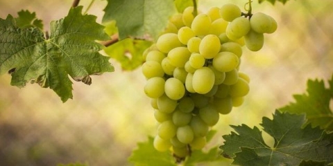 Koje godine rodi grožđe nakon sadnje