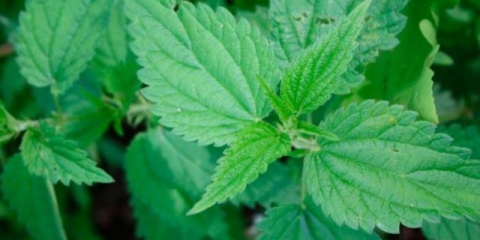 Na kojem tlu raste kopriva: razmnožavanje, sadnja, uzgoj