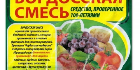 Na grožđu, bijeli premaz na bobicama - kako liječiti plijesan, šta učiniti i kako se boriti, bolesti