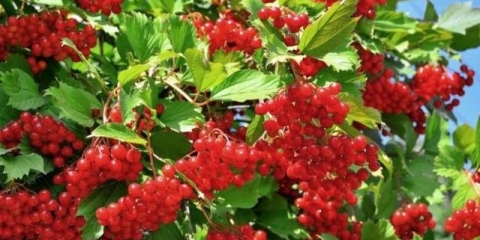 Sipanje viburnuma kod kuće: recept