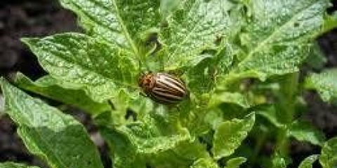 Na licu mjesta - lijek za instrukciju koloradske zlatice