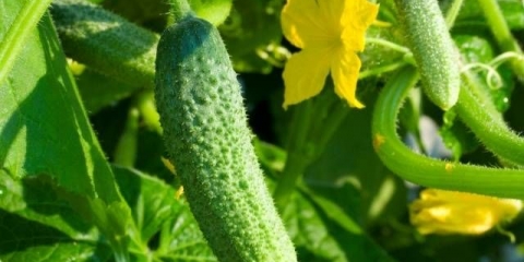 Narodni lijekovi za hranjenje krastavaca