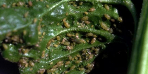 Amonijak iz lisnih uši na ribizli