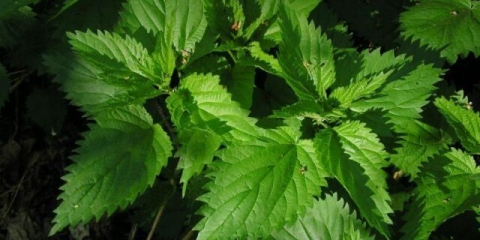 Infuzija i izvarak koprive za krvarenje: kako skuhati, kako piti, recenzije