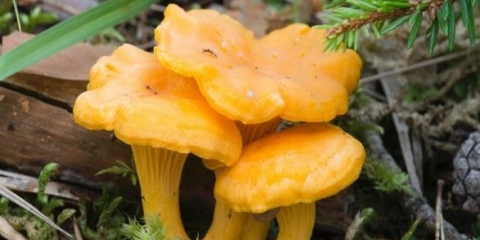 Tinktura lisičarke: recepti, upotreba i kontraindikacije