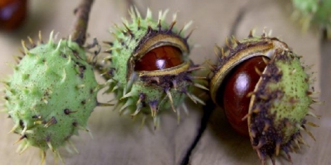 Tinktura od kestena: ljekovita svojstva i kontraindikacije