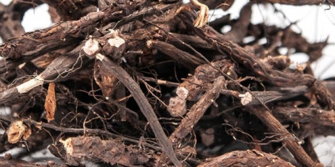 Bijela tinktura potentile: upute za upotrebu, koristi i štete, što liječi, recenzije