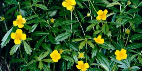 Tinktura korijena galangala: ljekovita svojstva, recepti, upotreba za muškarce, za potenciju, recenzije