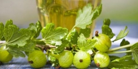 Tinktura ogrozda na votki, na alkoholu, na mjesečini: recepti za kuhanje kod kuće