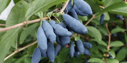 Tinktura od orlovih noktiju: na votki, alkoholu, mjesečini