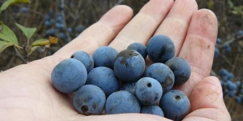 Tinktura crnog trna (izlijevanje) na votku kod kuće