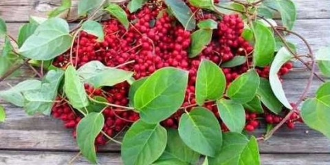 Tinktura sjemenki limunske trave: upute za upotrebu