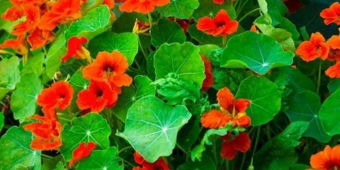 Nasturtium: sadnja i njega na otvorenom polju