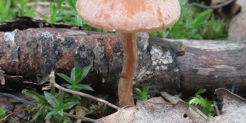 Prskana naukorija: fotografija i opis