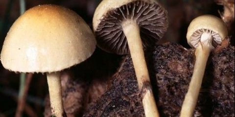 Ćelava glava balege (dung stropharia): fotografija i opis