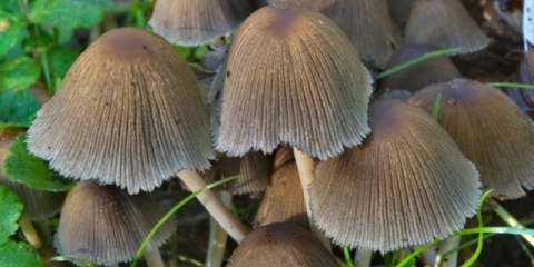 Snježnobijela balega: fotografija i opis gljive