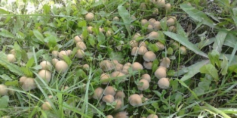 Preklopljena balega: fotografija i opis gljive