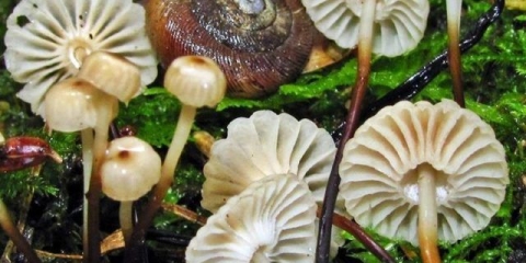 Negniyuchnik u obliku kotača: fotografija i opis