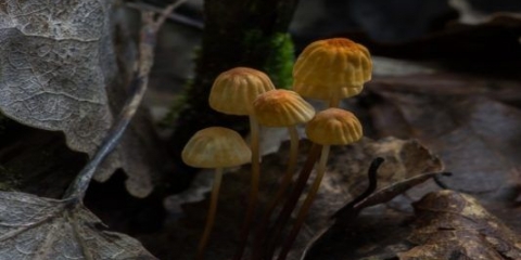 Suho pokvareno: fotografija i opis