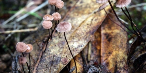 Prašnik (prašnik bez prašnika, čekinjasti prašnik): fotografija i opis