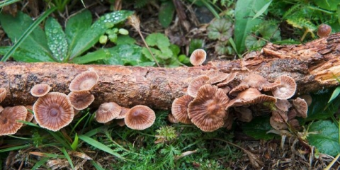 Smrdljivo smrdljivo (micromphale smrdljivo): fotografija i opis