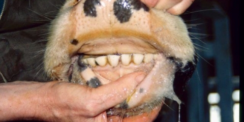 Nekrobakterioza goveda: liječenje i prevencija