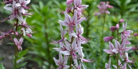 Gorući grm (jasen): fotografija i opis otrovne biljke, uzgoj