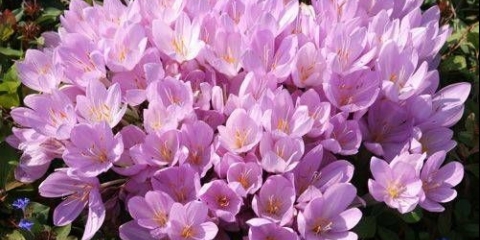 Nepretenciozne trajnice za davanje + fotografija