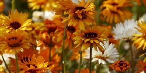 Nepretenciozne jednogodišnje biljke koje cvjetaju cijelo ljeto: fotografije + imena