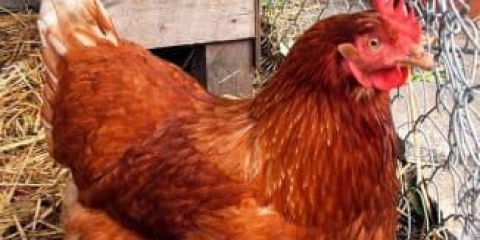 Koke nosilje: koke nosilje, jajne rase koka