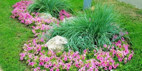 Cvijeće niskog rasta za cvjetnjak, cvjeta cijelo ljeto