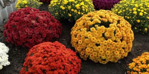 Nisko rastuće višegodišnje krizanteme: opis, sadnja i njega, fotografija