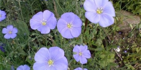 Nisko rastuće trajnice za gredice, cvjetaju cijelo ljeto