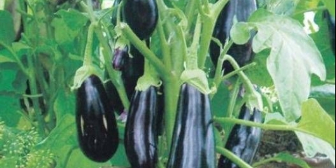 Nisko rastuće sorte patlidžana