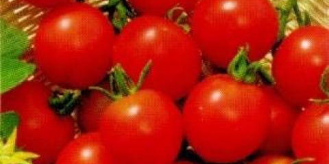 Niskog rasta čeri paradajza